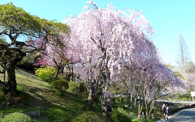 宮城県の塩釜神社の桜